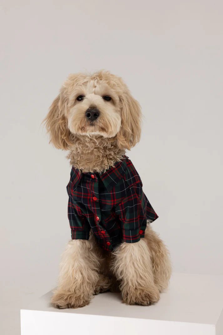 Combined with specific occasions:Brad Dog Shirt