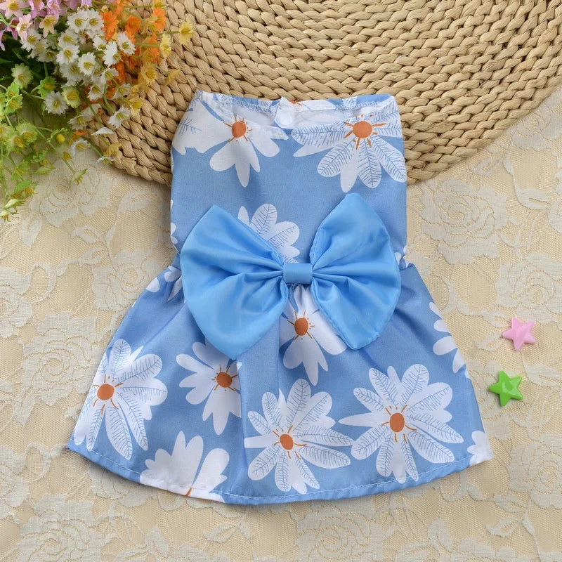 Blue daisy